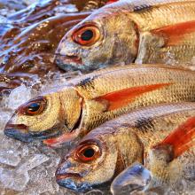 Poisson étalés à la poissonnerie